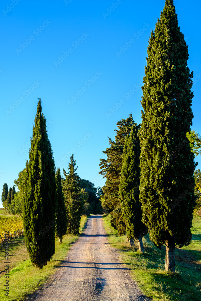 Country road with pine trees on each side in Tuscany
