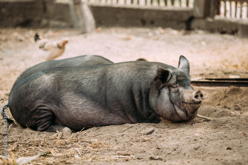 Household A Large Black Pig In Farm. Pig Farming Is Raising And Household A Large Black Pig In Farm. Pig Farming Is Raising And