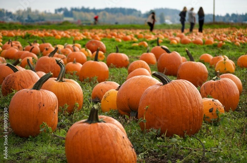 Photography Picking Pumpkins