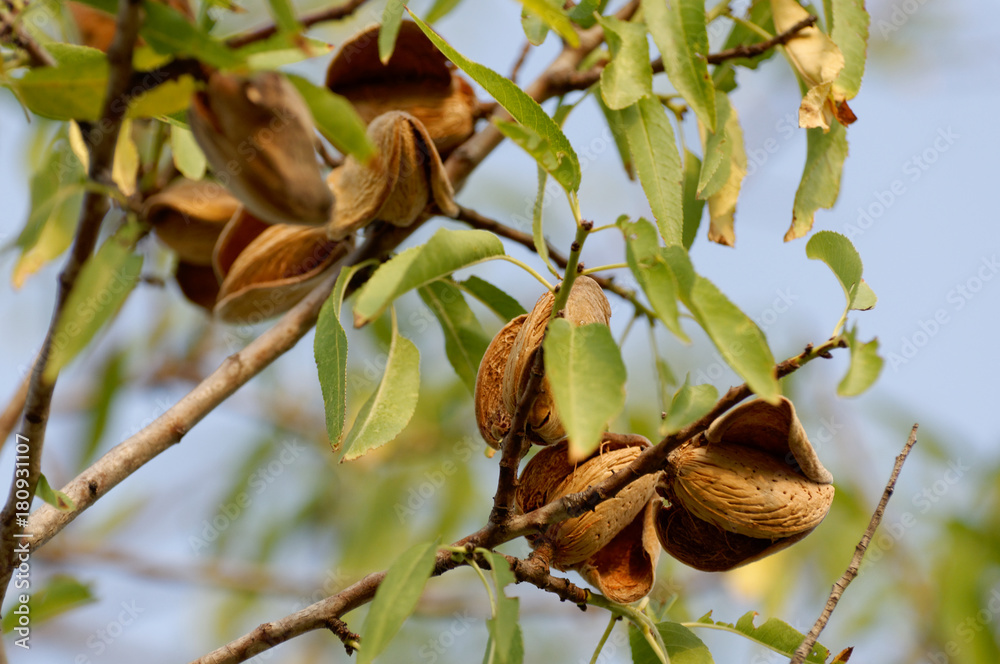Ripe almonds on the tree branches. - obrazy, fototapety, plakaty 