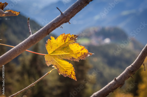 Yellow vine leaf in autumn
