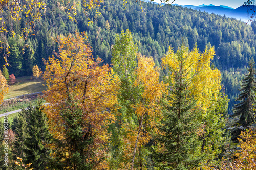 Foliage in Renon Ritten forest  Alto Adige South Tirol  Italy