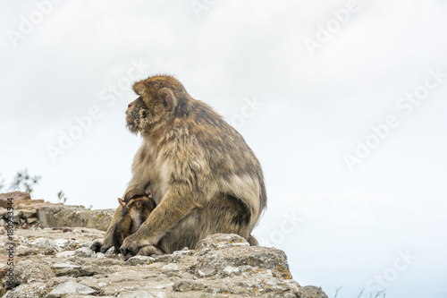 Gibraltar monkey on upper rock