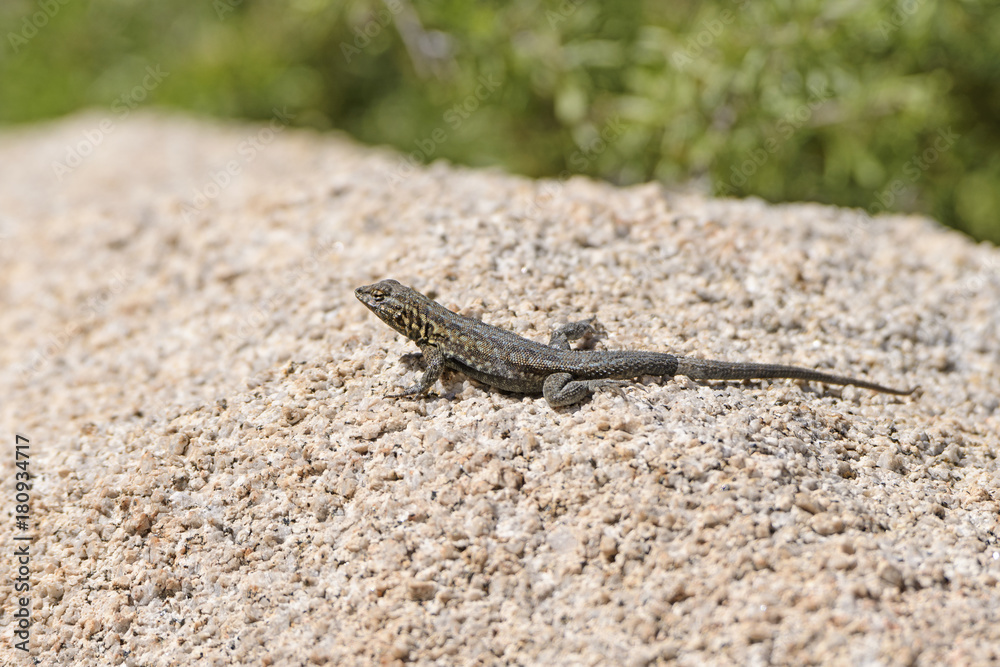 Side Blotched Lizard on a Desert Rock Side Blotched Lizard on a Desert Rock