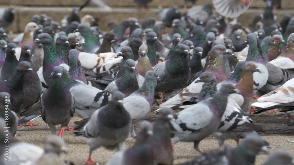 Many Pigeons Eat Food on the Street. Flock of pigeons eating bread ... Biology Diagrams