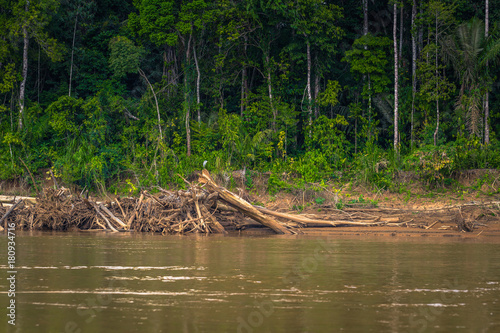 Manu National Park, Peru - August 06, 2017: Landscape of the Amazon rainforest in Manu National Park, Peru photo