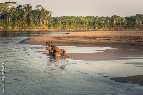 Manu National Park, Peru - August 06, 2017: Family of Capybara at the shores of the Amazon rainforest in Manu National Park, Peru photo