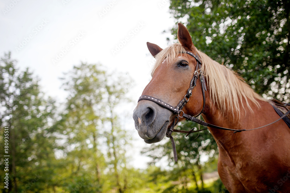 brown horse brown horse