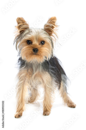 Young yorkshire terrier