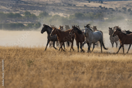 Herd of Wild Horses Running © natureguy