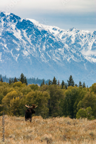 Bull moose above Blacktail Ponds in Grand Teton National Park, Wyoming
