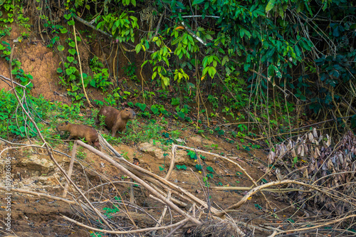 Manu National Park, Peru - August 08, 2017: Family of Capybara at the shores of the Amazon rainforest in Manu National Park, Peru photo