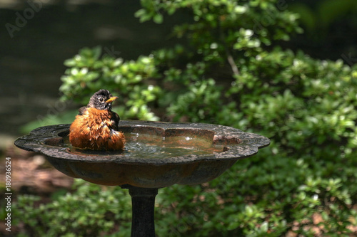 Принти на полотні Robin bathing in the birdbath
