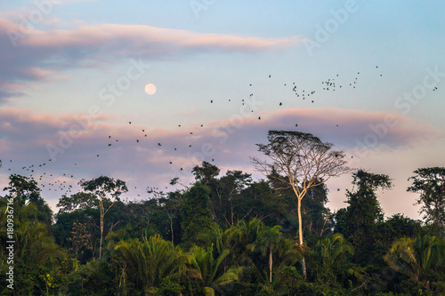 Manu National Park, Peru - August 09, 2017: Large group of green parrots in the Amazon rainforest of Manu National Park, Peru