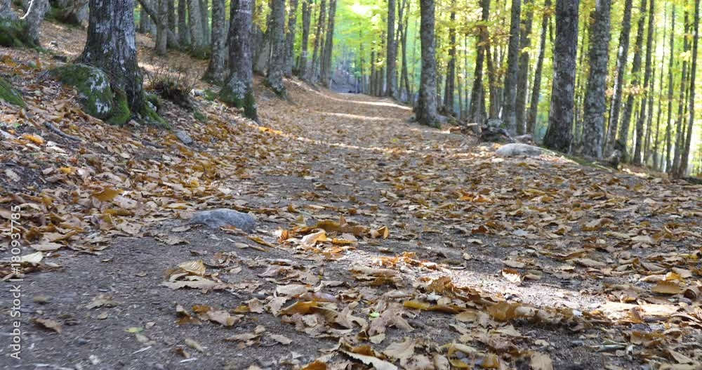 beautiful vibrant shot moving over ground with autumn leaves golden brown and yellow color in footpath in the forest known as Castanar of Tiemblo, Iruelas, Avila, Castile, Spain

