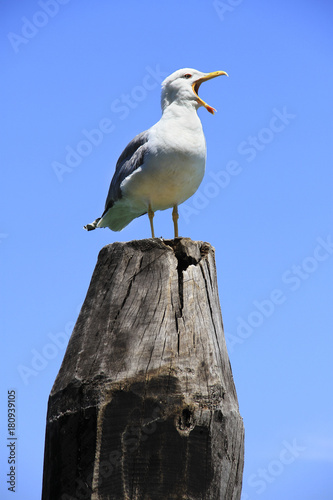 Seagull, Yellow-Legged Gull (Larus michahellis), sea bird, calling with it's mouth wide open while standing on a wooden pole.