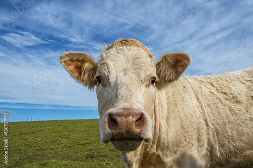 Cow close-up