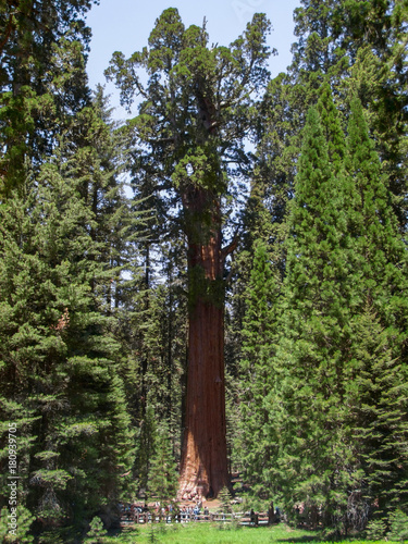 Sequoia National Park photo