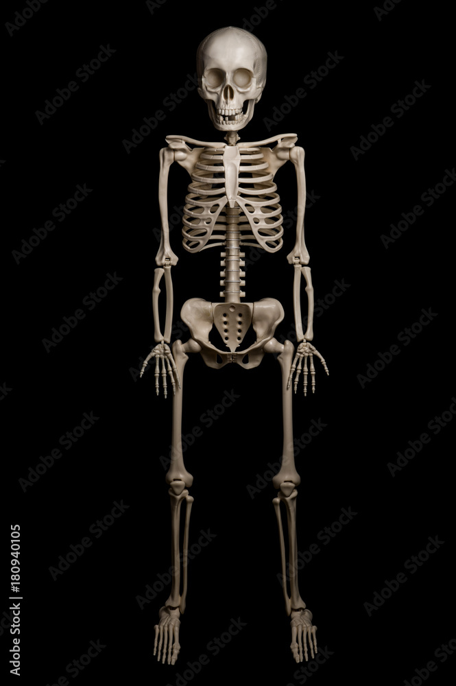 Skeleton of a man isolated on black background Skeleton of a man isolated on black background