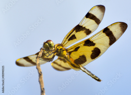 yellow dragonfly 