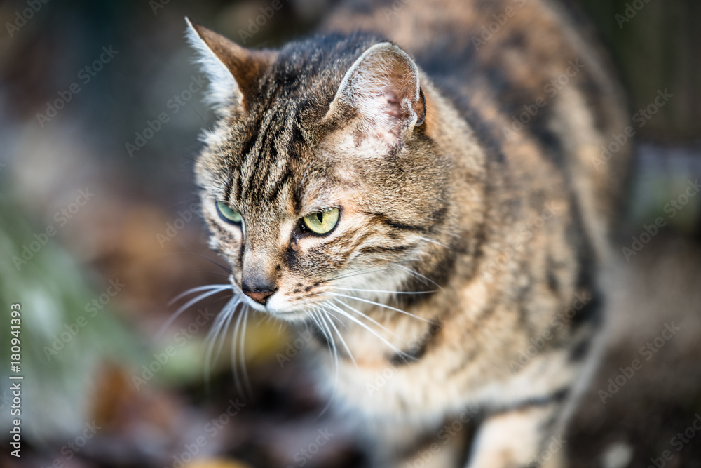 Cute and menacing looking cat in the wild Cute and menacing looking cat in the wild