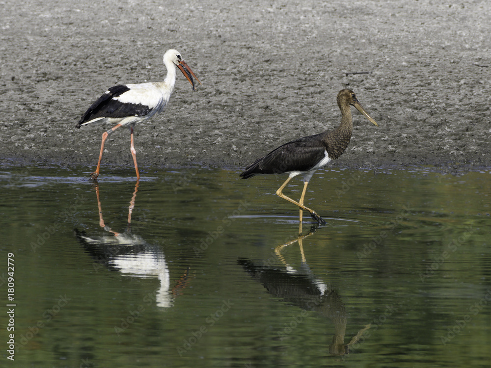 Obraz premium White Stork and Black Stork Foraging on a Fish Pond