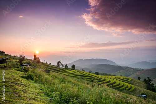 Rice field and sunset sky in Chiang Mai  Thailand.