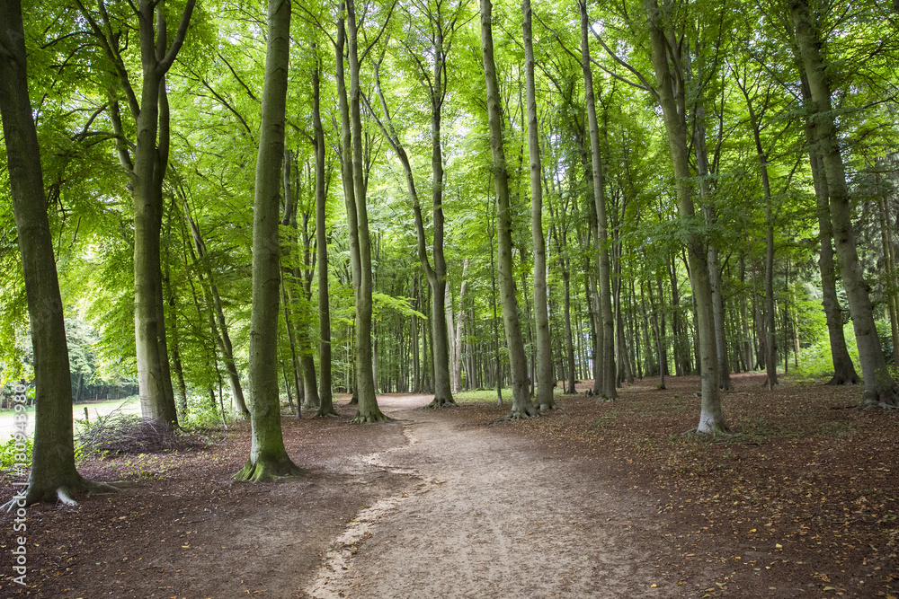 Spaziergang im Wald, Umweltbewusster Umgang mit der Natur StockFoto Adobe Stock