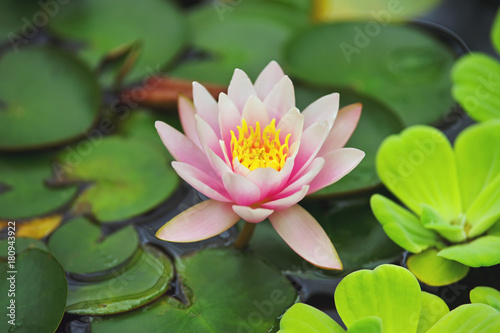 Fototapeta Naklejka Na Ścianę i Meble -  Miniature pink waterlily (Nymphaeaceae Pygmaea Rubra) growing outdoors in a water