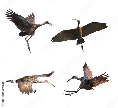 Limpkin birds on white background photo
