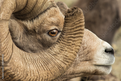 Full Curl Plus Bighorn Ram Closeup