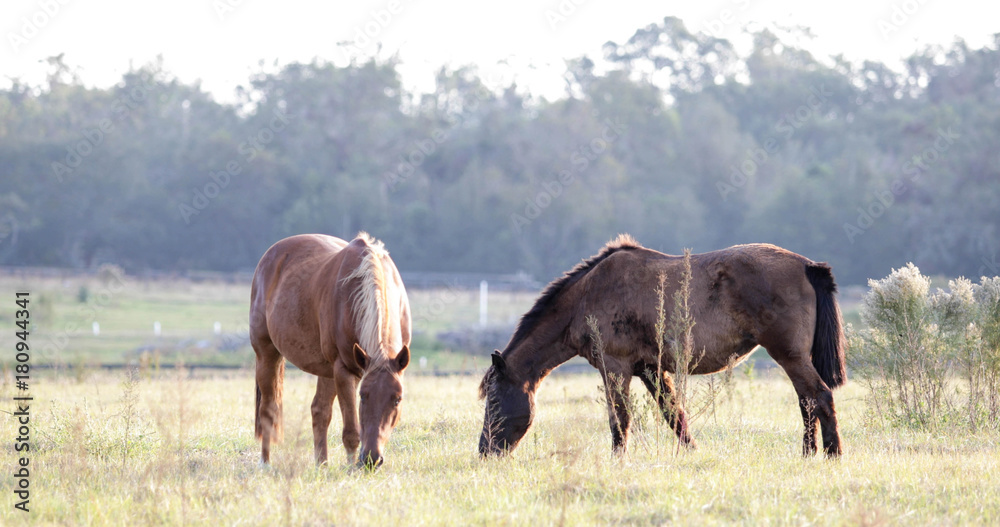 Horses Grazing in Pasture