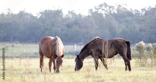 Horses Grazing in Pasture © Douglas