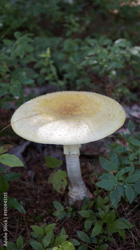 the wild mushroom the wild mushroom