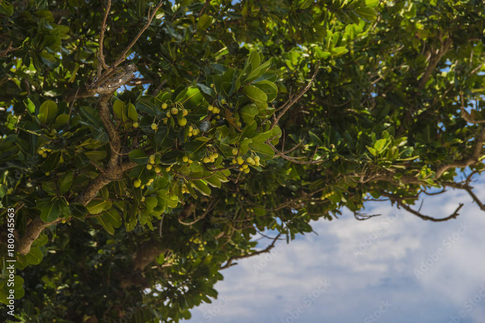 果実が沢山のテリハボク（ヤラブ）の木（沖縄県黒島）