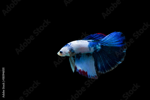 Betta splendens halfmoon,Colorful siamese fighting fish,Fighting fish on black background, © Krizde