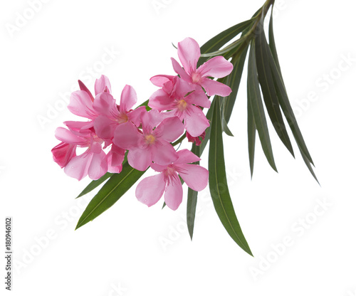 Purple oleander flowers on white background