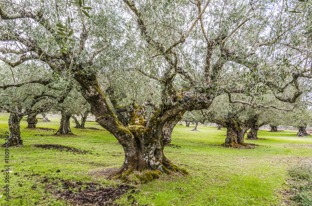 zakynthos interior olive plantation