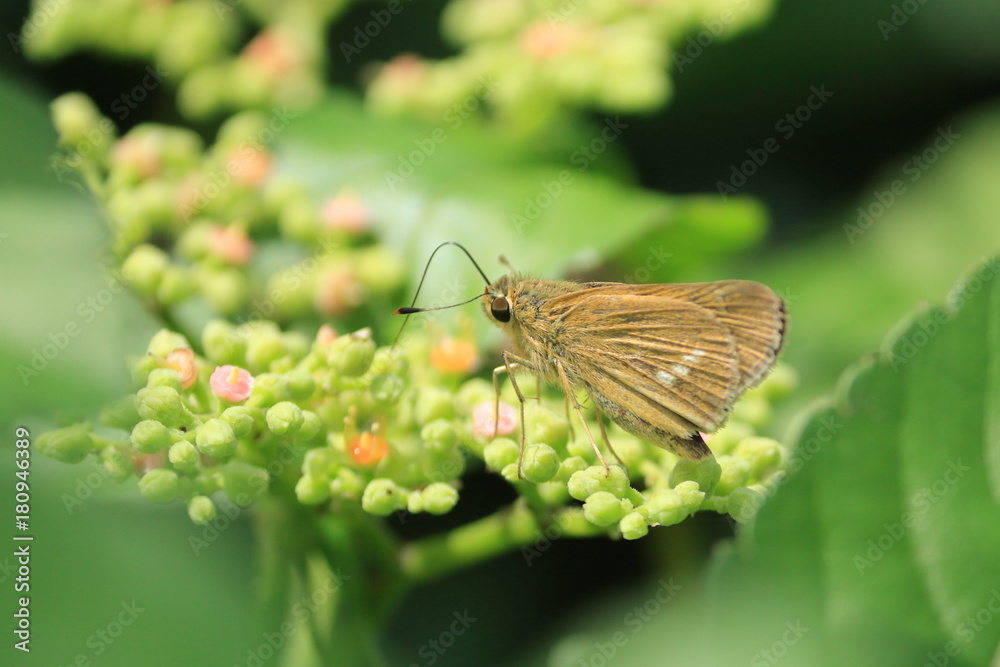 Obraz premium 蜜を吸うセセリチョウの仲間 Skipper butterfly
