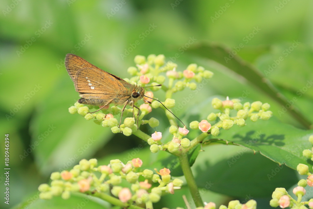 Obraz premium 蜜を吸うセセリチョウの仲間 Skipper butterfly