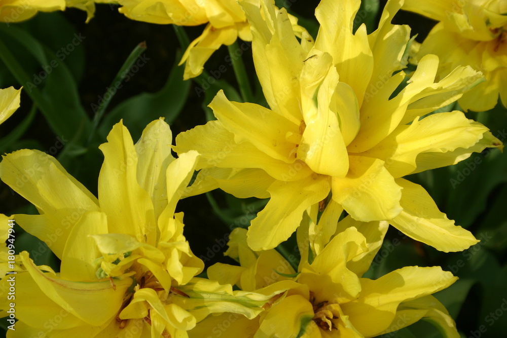 Flowers Flowers