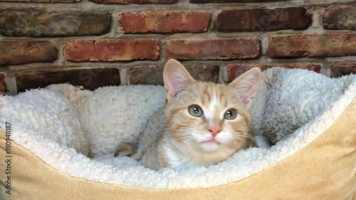 HD Video of orange kitten with Cerebellar Hypoplasia, a congenital neurological disorder, causes the head to bobble. tremors range in severity occurring when kitty is  trying to focus on movement