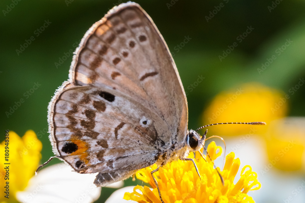 Obraz premium hoverfly sucking nectar on flower