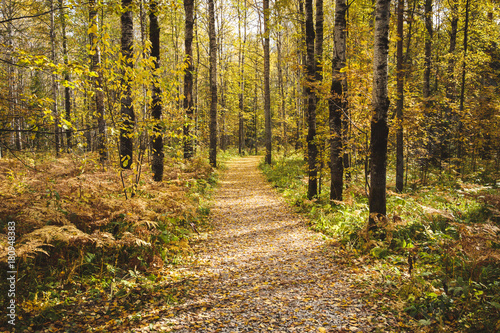 Yellow foliage on autumn path