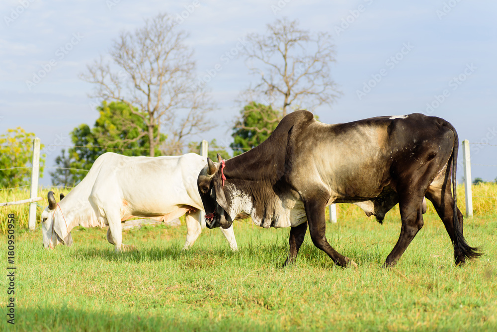 Portrait of cows walking and eating grass in a field Portrait of cows walking and eating grass in a field