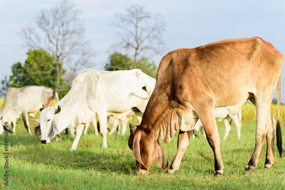 Portrait of cows walking and eating grass in a field Portrait of cows walking and eating grass in a field
