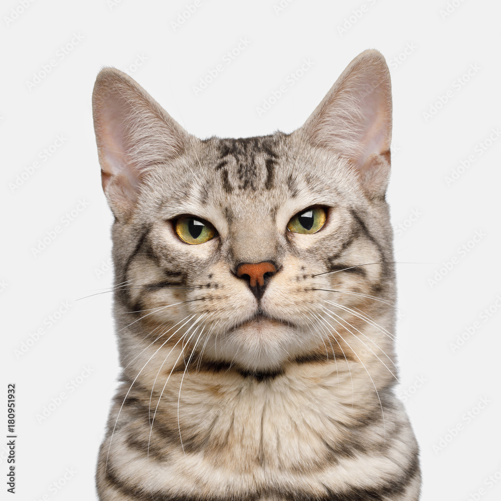 Portrait of Snow Bengal Cat, Proud face on isolated on White Background, Front view Portrait of Snow Bengal Cat, Proud face on isolated on White Background, Front view