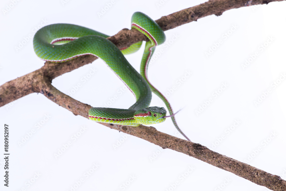 Obraz premium Green pit viper bites on white background ,Snake of Thailand
