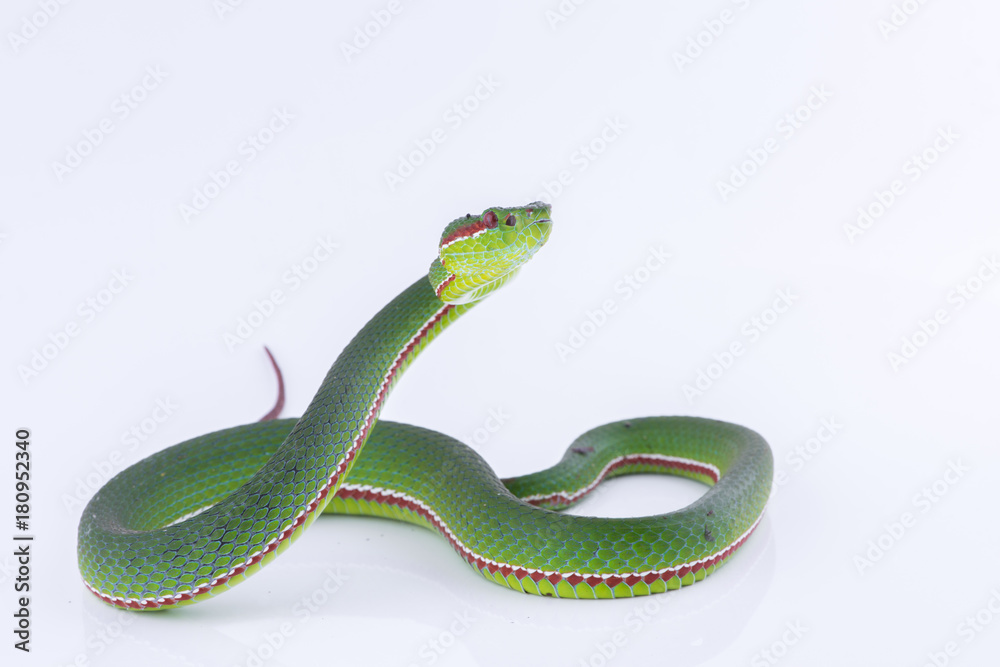 Obraz premium Green pit viper bites on white background ,Snake of Thailand