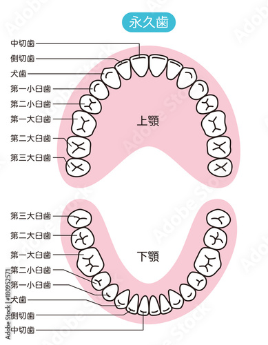 第一大臼歯 Images – Browse 56 Stock Photos, Vectors, and